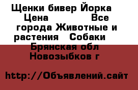 Щенки бивер Йорка  › Цена ­ 30 000 - Все города Животные и растения » Собаки   . Брянская обл.,Новозыбков г.